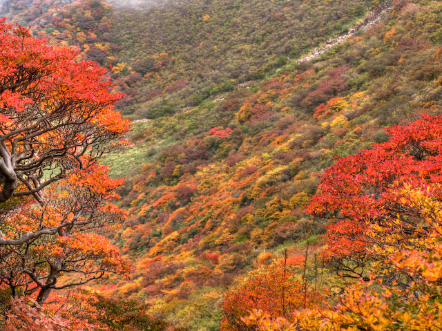 ドウダンツツジと本峰斜面の紅葉