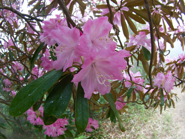 神角寺の石楠花