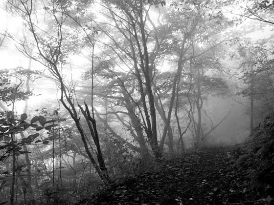 霧の倉木山登山道