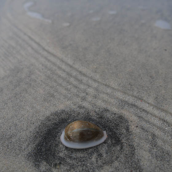 砂と波と貝殻